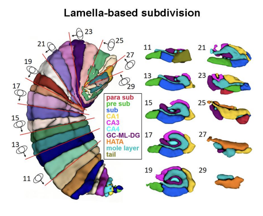 Hippocampus Normative Charting Paper Thumbnail
